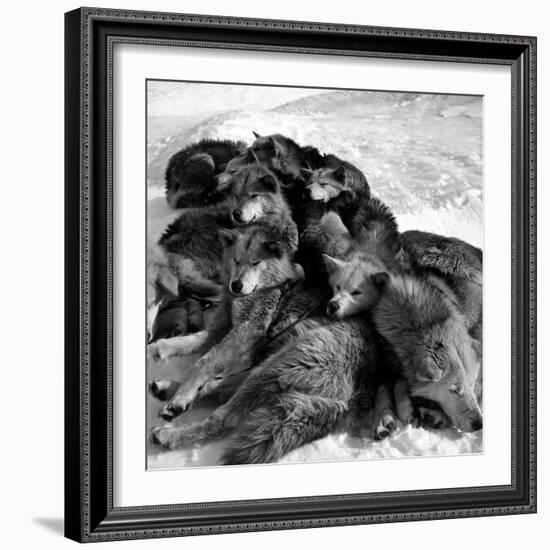 Sled Dogs Sleeping-null-Framed Photographic Print