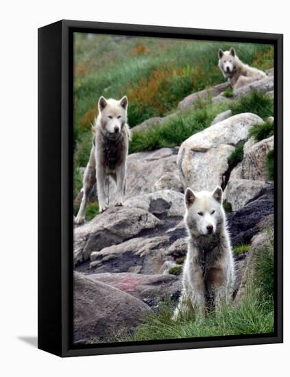 Sled Dogs Watch Over Kulusuk, Greenland-null-Framed Premier Image Canvas