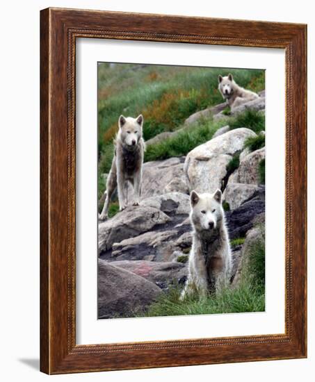 Sled Dogs Watch Over Kulusuk, Greenland-null-Framed Photographic Print