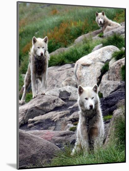 Sled Dogs Watch Over Kulusuk, Greenland-null-Mounted Photographic Print