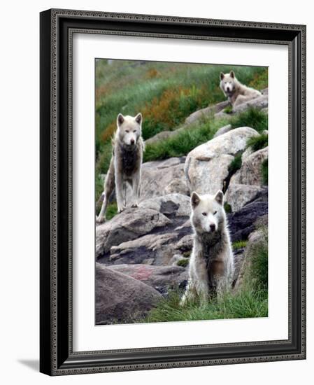 Sled Dogs Watch Over Kulusuk, Greenland-null-Framed Photographic Print