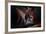 Sleep Huddle-Martin Stantchev-Framed Photographic Print