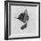 Sleep Like a Kitten-Guido Gruenwald-Framed Giclee Print