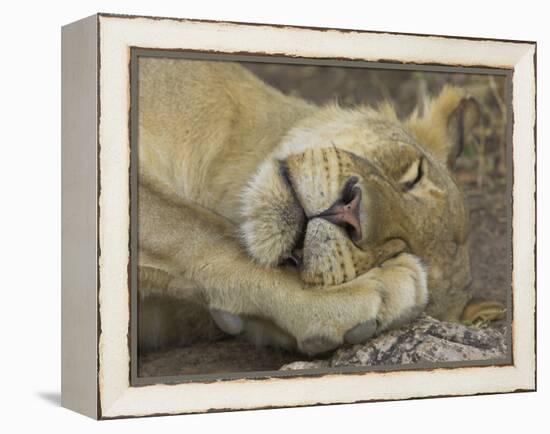 Sleeping African Lioness, South Luangwa, Zambia-T.j. Rich-Framed Premier Image Canvas