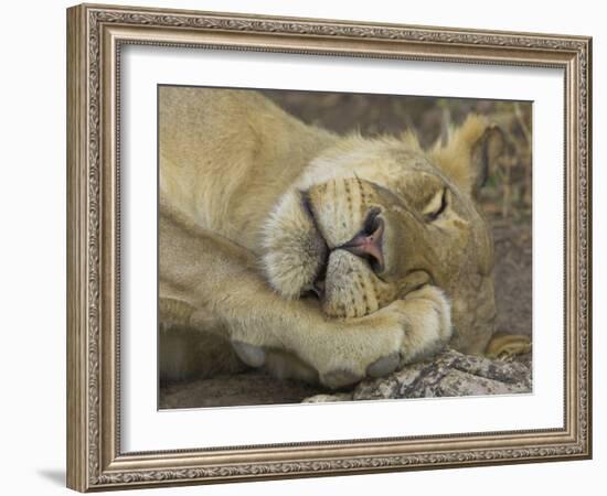 Sleeping African Lioness, South Luangwa, Zambia-T.j. Rich-Framed Photographic Print