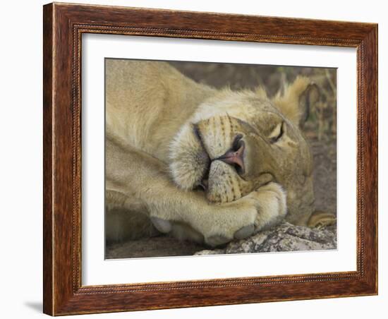 Sleeping African Lioness, South Luangwa, Zambia-T.j. Rich-Framed Photographic Print