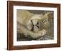 Sleeping African Lioness, South Luangwa, Zambia-T.j. Rich-Framed Photographic Print