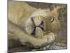 Sleeping African Lioness, South Luangwa, Zambia-T.j. Rich-Mounted Photographic Print