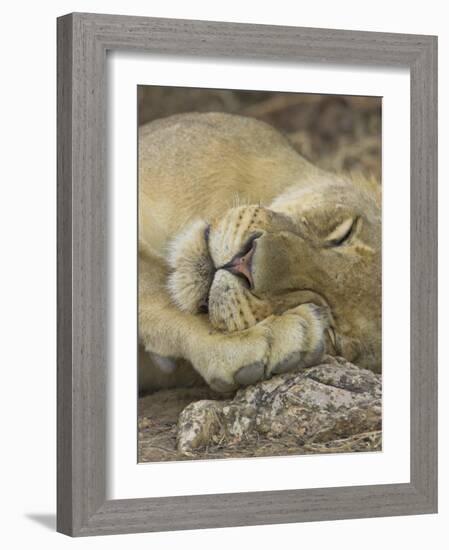 Sleeping African Lioness, South Luangwa, Zambia-T.j. Rich-Framed Photographic Print