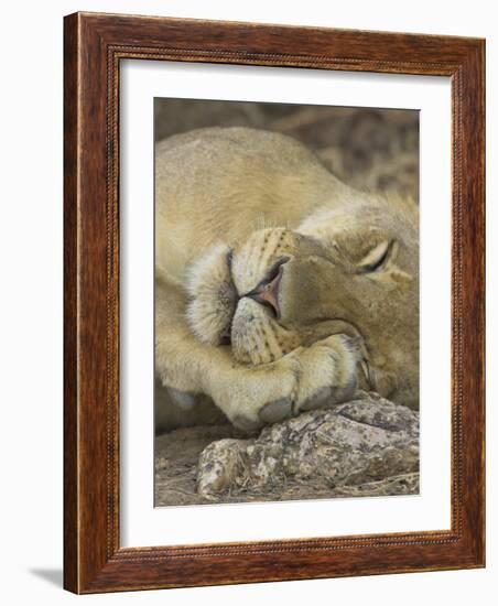 Sleeping African Lioness, South Luangwa, Zambia-T.j. Rich-Framed Photographic Print
