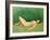 Sleeping Bather-Félix Vallotton-Framed Giclee Print