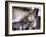 Sleeping Beauty-Stephen Arens-Framed Photographic Print