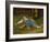 Sleeping Boy in the Hay, 1891-97-Albert Anker-Framed Giclee Print