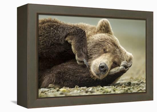 Sleeping Brown Bear, Katmai National Park, Alaska-null-Framed Premier Image Canvas