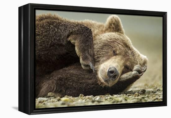 Sleeping Brown Bear, Katmai National Park, Alaska-null-Framed Premier Image Canvas