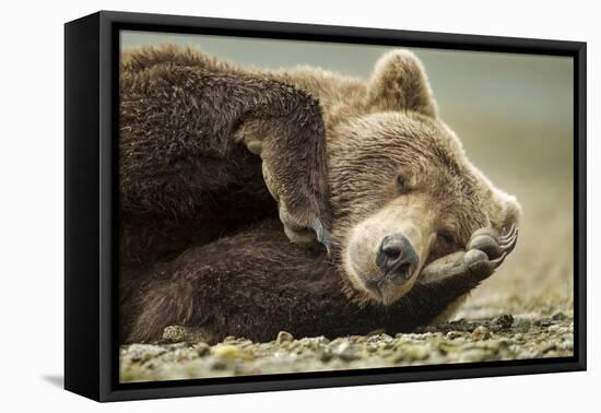 Sleeping Brown Bear, Katmai National Park, Alaska-null-Framed Premier Image Canvas