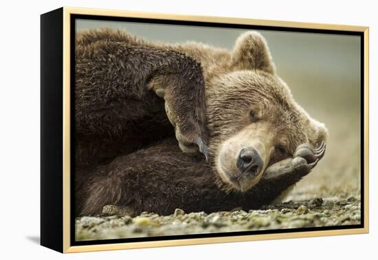 Sleeping Brown Bear, Katmai National Park, Alaska-null-Framed Premier Image Canvas