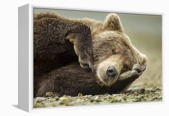 Sleeping Brown Bear, Katmai National Park, Alaska-null-Framed Premier Image Canvas