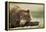 Sleeping Brown Bear, Katmai National Park, Alaska-Paul Souders-Framed Premier Image Canvas
