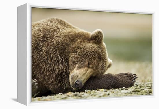 Sleeping Brown Bear, Katmai National Park, Alaska-Paul Souders-Framed Premier Image Canvas