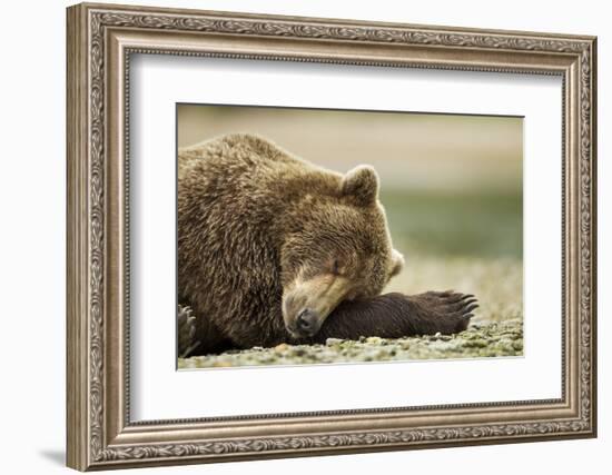 Sleeping Brown Bear, Katmai National Park, Alaska-Paul Souders-Framed Photographic Print