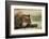 Sleeping Brown Bear, Katmai National Park, Alaska-Paul Souders-Framed Photographic Print