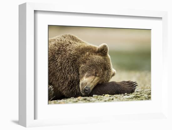 Sleeping Brown Bear, Katmai National Park, Alaska-Paul Souders-Framed Photographic Print