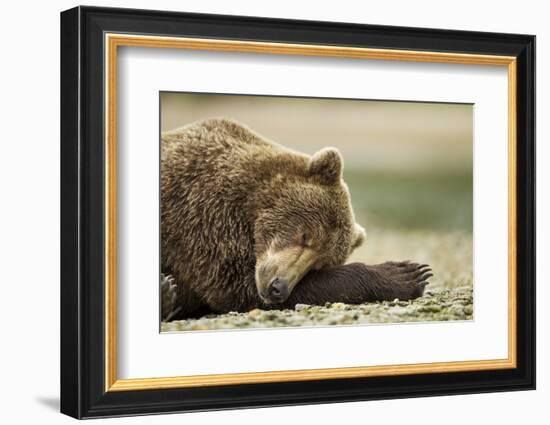 Sleeping Brown Bear, Katmai National Park, Alaska-Paul Souders-Framed Photographic Print