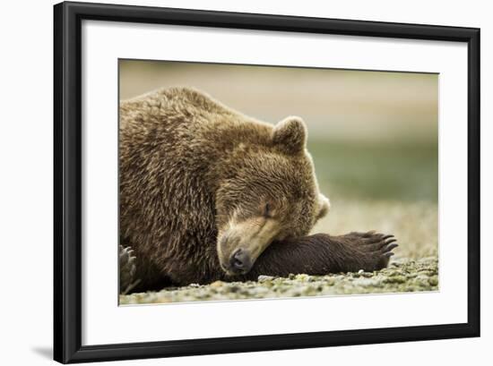 Sleeping Brown Bear, Katmai National Park, Alaska-Paul Souders-Framed Photographic Print