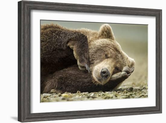 Sleeping Brown Bear, Katmai National Park, Alaska-null-Framed Photographic Print