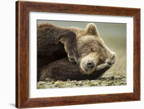 Sleeping Brown Bear, Katmai National Park, Alaska-null-Framed Photographic Print