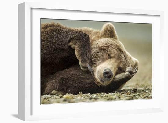 Sleeping Brown Bear, Katmai National Park, Alaska-null-Framed Photographic Print