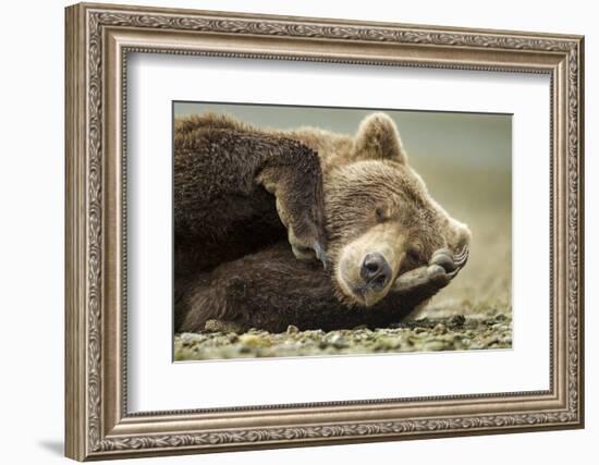 Sleeping Brown Bear, Katmai National Park, Alaska-null-Framed Photographic Print