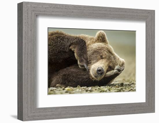 Sleeping Brown Bear, Katmai National Park, Alaska-null-Framed Photographic Print