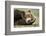 Sleeping Brown Bear, Katmai National Park, Alaska-null-Framed Photographic Print