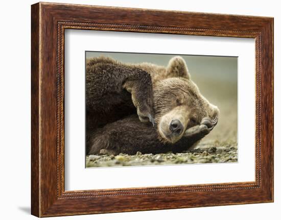 Sleeping Brown Bear, Katmai National Park, Alaska-null-Framed Photographic Print