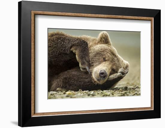 Sleeping Brown Bear, Katmai National Park, Alaska-null-Framed Photographic Print