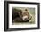 Sleeping Brown Bear, Katmai National Park, Alaska-null-Framed Photographic Print