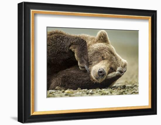 Sleeping Brown Bear, Katmai National Park, Alaska-null-Framed Photographic Print