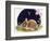 Sleeping Bunny-Judy Mastrangelo-Framed Giclee Print