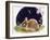 Sleeping Bunny-Judy Mastrangelo-Framed Giclee Print