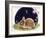 Sleeping Bunny-Judy Mastrangelo-Framed Giclee Print