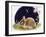 Sleeping Bunny-Judy Mastrangelo-Framed Giclee Print