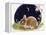 Sleeping Bunny-Judy Mastrangelo-Framed Premier Image Canvas