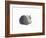 Sleeping cat, 1985-Claudia Hutchins-Puechavy-Framed Giclee Print