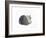 Sleeping cat, 1985-Claudia Hutchins-Puechavy-Framed Giclee Print