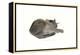 Sleeping cat, 1985-Claudia Hutchins-Puechavy-Framed Premier Image Canvas