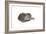 Sleeping cat, 1985-Claudia Hutchins-Puechavy-Framed Giclee Print