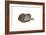 Sleeping cat, 1985-Claudia Hutchins-Puechavy-Framed Giclee Print