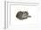 Sleeping cat, 1985-Claudia Hutchins-Puechavy-Framed Giclee Print